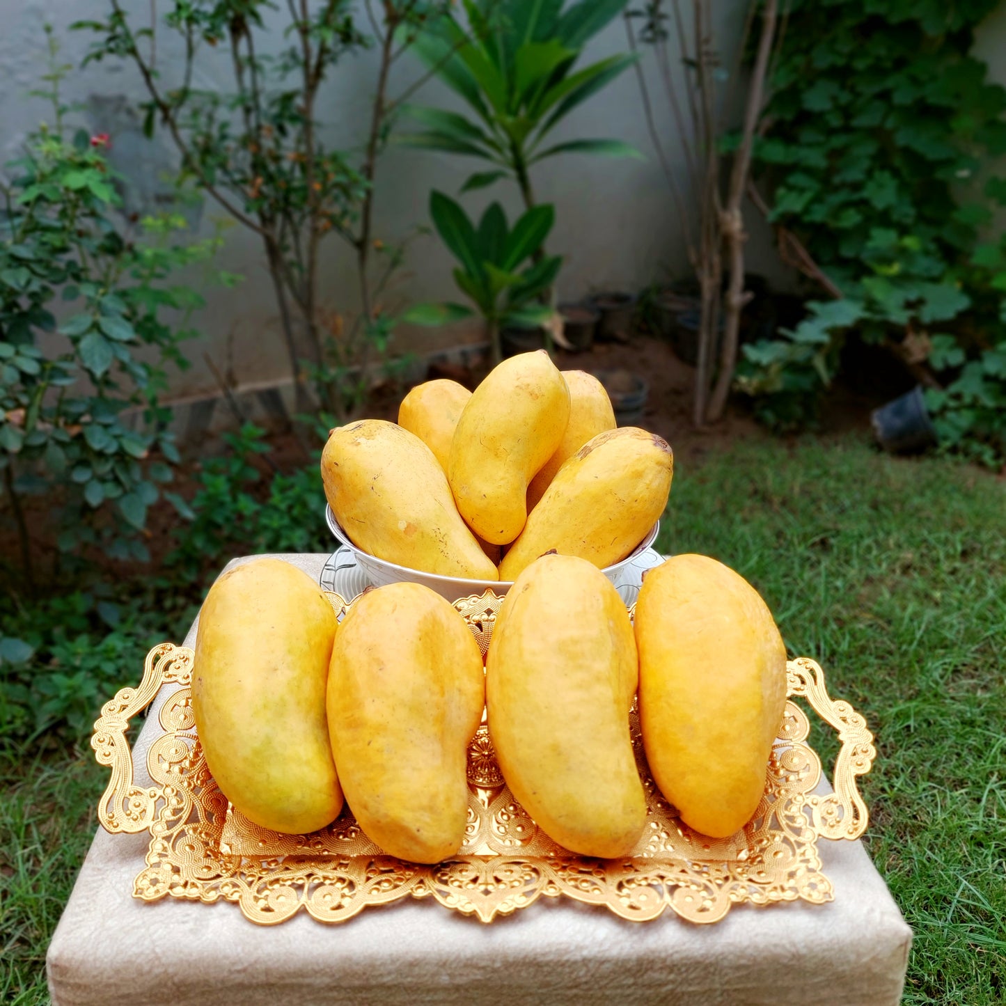Sindhri Mango