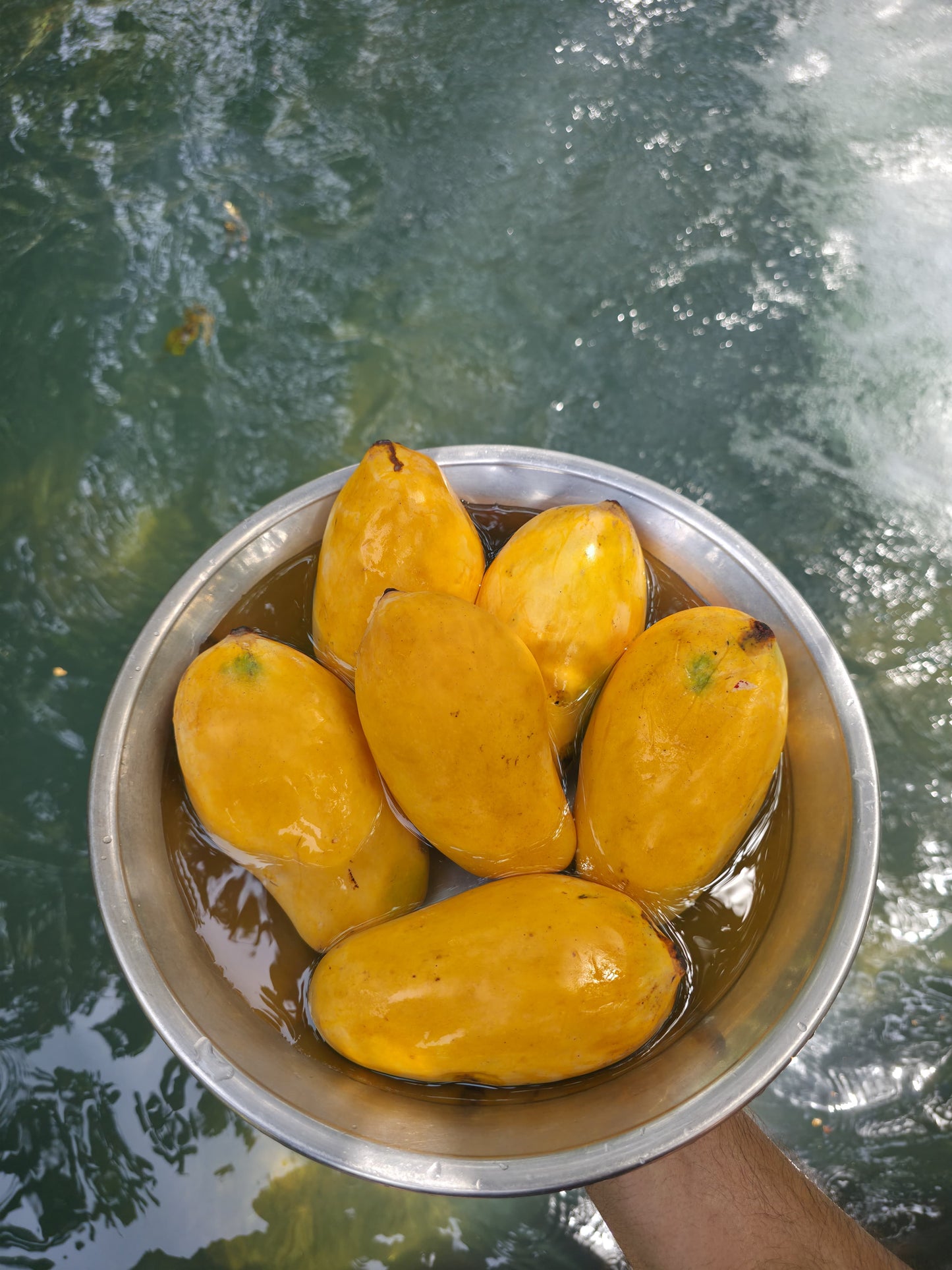 Sindhri Mango