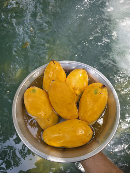 Sindhri Mango