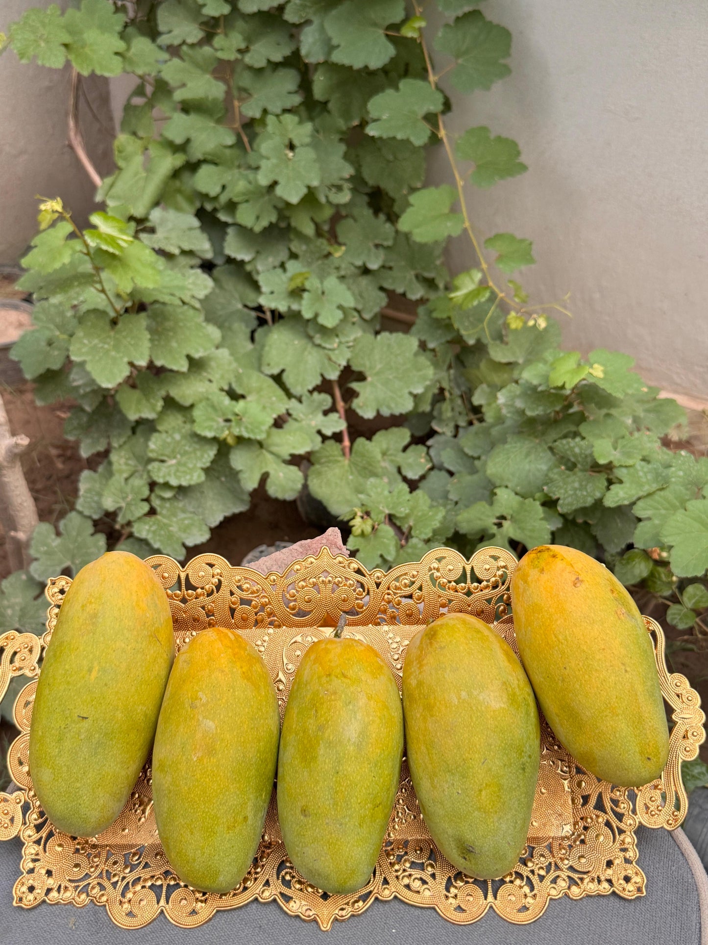 Dusari Mango