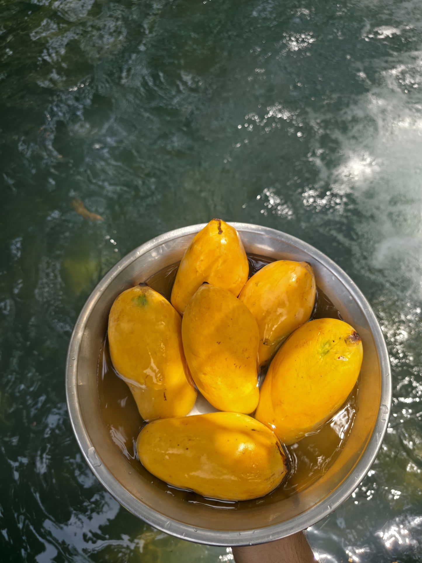 Sindhri Mango