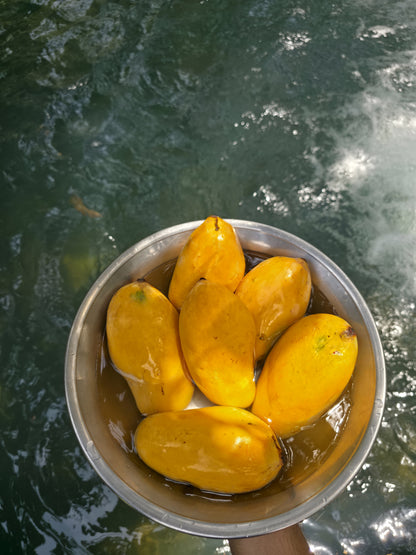 Sindhri Mango